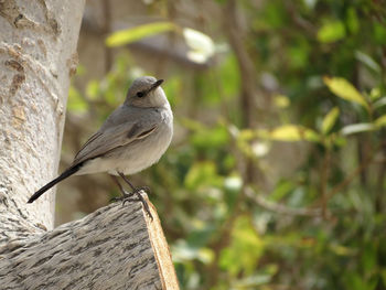 Bird perching on tree