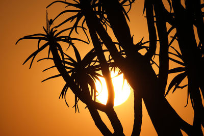 Low angle view of silhouette trees against sky during sunset