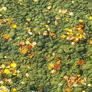 Full frame shot of yellow flowers blooming on field