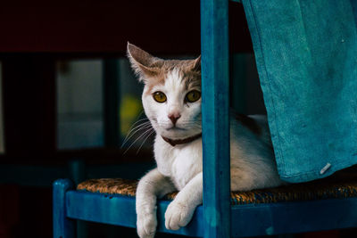 Portrait of cat sitting on seat