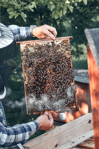 Beekeeper working at farm