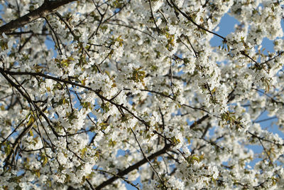 Low angle view of blooming tree against sky