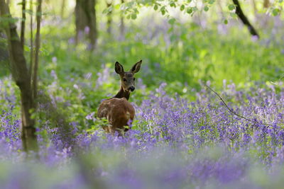 A roe deer in bluebells