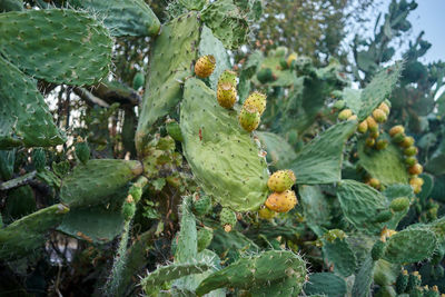 Low angle view of fruits growing on tree