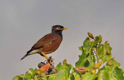 Bird perching on a plant