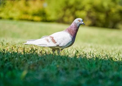 Close-up of bird on grassy field