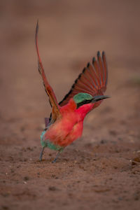 Close-up of bird perching on sand at beach