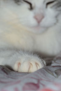 Close-up of cat sleeping on bed