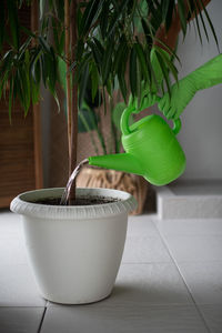 A man in green gloves waters a house plant from a green watering can. home flowers care