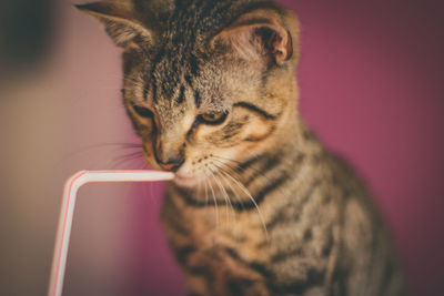 Close-up of a cat looking away