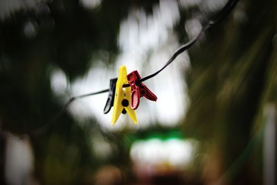 Close-up of red flower