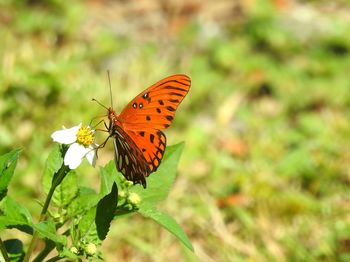 Close-up of butterfly pollinating on flower