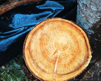 Close-up of tree stump