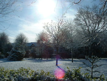 Bare trees in park