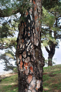 Tree trunk on field