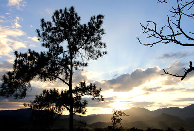 Low angle view of silhouette tree against sky at sunset