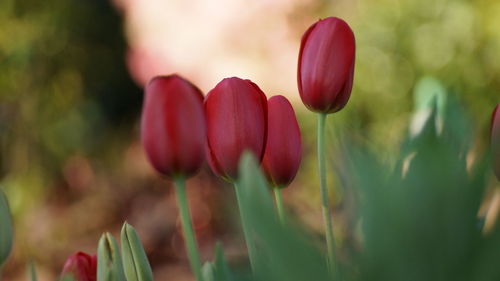 Close-up of pink tulips