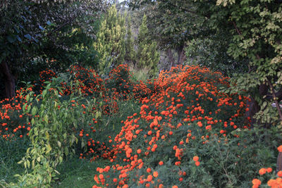 View of flowering plants in backyard