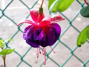 Close-up of flower against blurred background