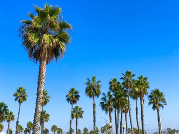 Low angle view of palm trees against clear blue sky, shot in santa monica back in 2018