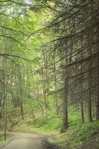 Footpath amidst trees in forest