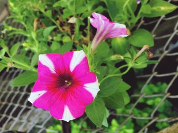 Close-up of pink flowering plant