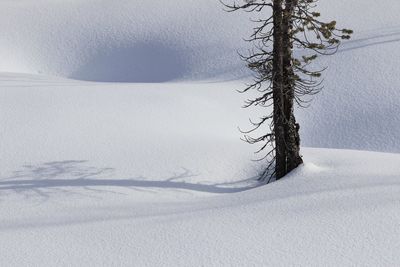 Tree on powder snow