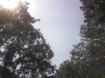 Low angle view of trees against sky