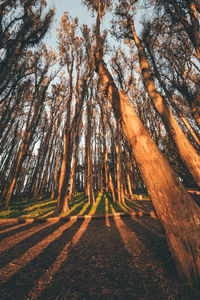 Trees in forest