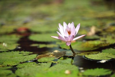 Close-up of lotus water lily in pond