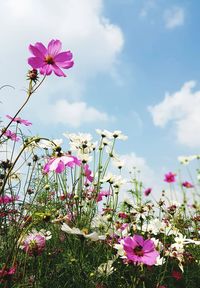 Close-up of pink cosmos flowers blooming on field against sky