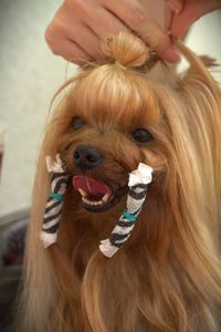 Portrait of an yorkshire terrier at a dog show