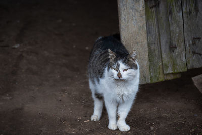 Cat looking away