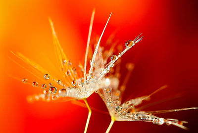 Close-up of orange butterfly on red leaf