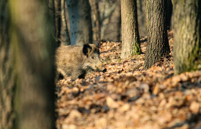 Close-up of wild boar in forest