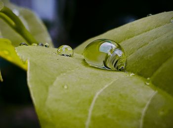 Close-up of wet green leaves