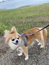 View of a dog on field