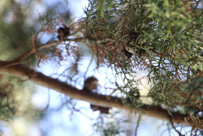 Low angle view of a tree