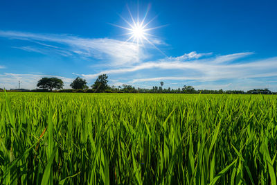 Scenic view of agricultural field against blue sky