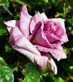 Close-up of pink rose