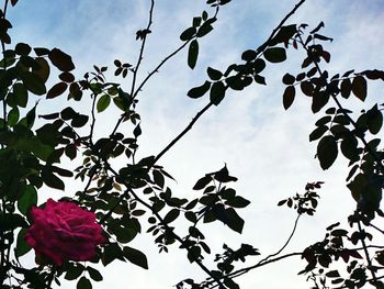 Low angle view of flower tree against sky