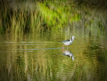 Bird flying over lake