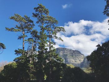 Low angle view of trees against sky