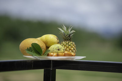 Close-up of fruits on plant