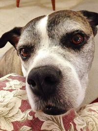 Close-up portrait of dog