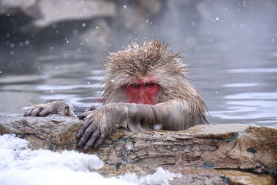 View of monkey on rock in snow