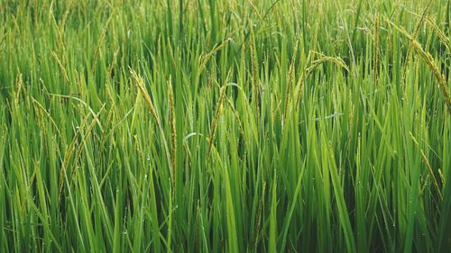 Full frame shot of wheat field