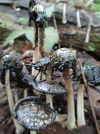 Close-up of mushroom growing in forest