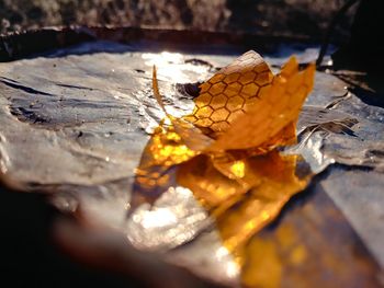 Close-up of leaf in water