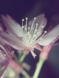 Close-up of pink flower blooming outdoors